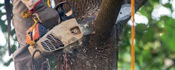 Best Lawn Maintenance Plans  in Garrison, MD