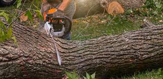 Best Fruit Tree Pruning  in Garrison, MD