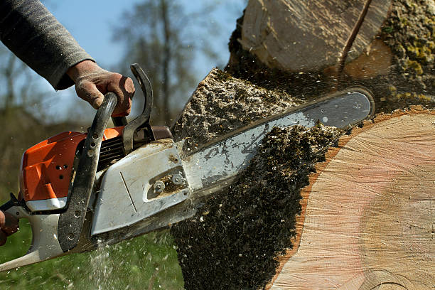 How Our Tree Care Process Works  in  Garrison, MD